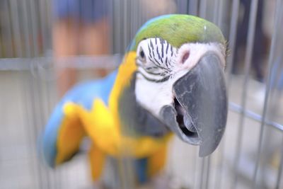 Close-up of parrot in cage