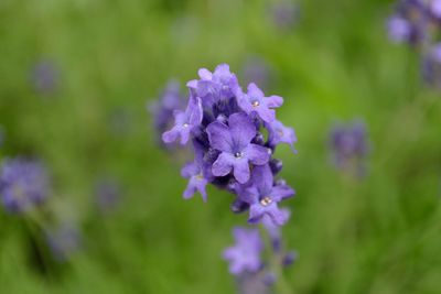 Close-up of purple flowers