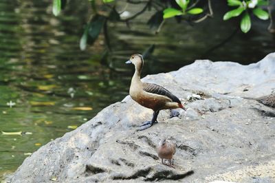 Bird perching on shore