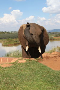 Elephant in a lake