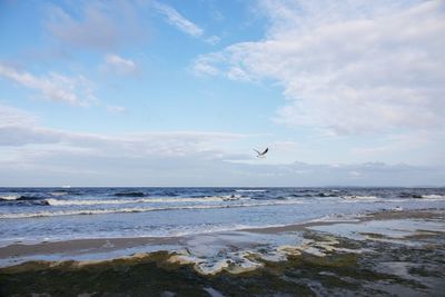 Birds flying over beach