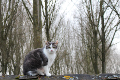 Cat in forest