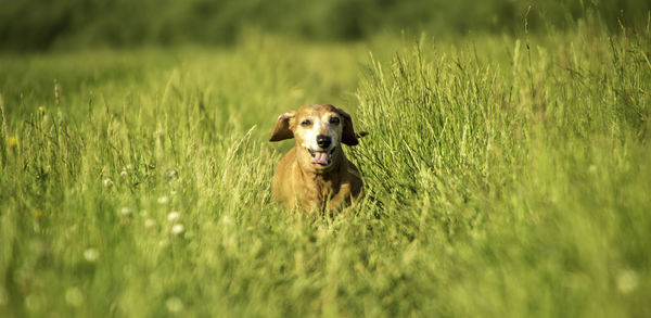 Dog running in grass