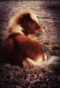 Close-up of horse