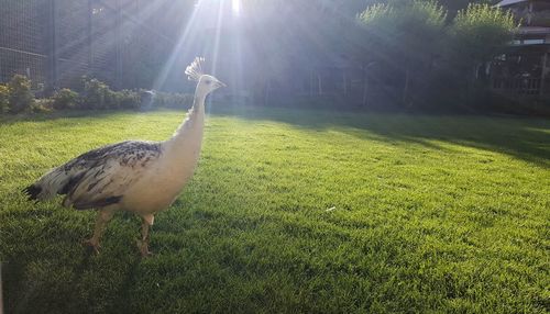 View of a bird on field