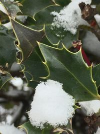 Close-up of frozen plant