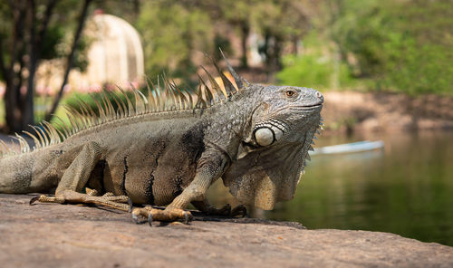 Close-up of a lizard on rock