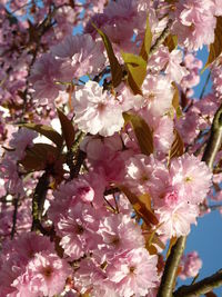 Close-up of cherry blossoms in spring