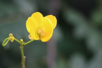 Close-up of yellow flowering plant