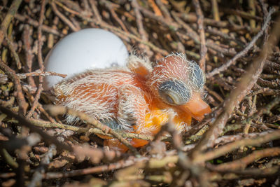 Close-up of birds in nest