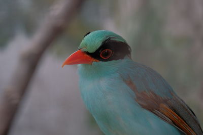 Close-up of bird perching