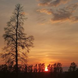 Silhouette bare trees against sky during sunset