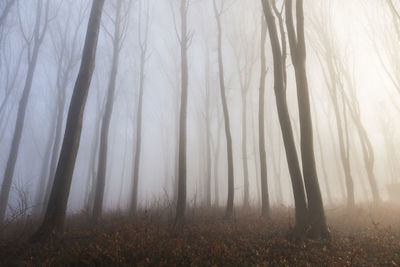Trees on field in forest