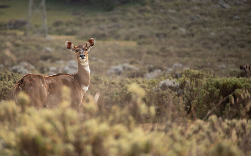 Female moutain nyala grazing in the gaysay grasslands in bale mountains national park