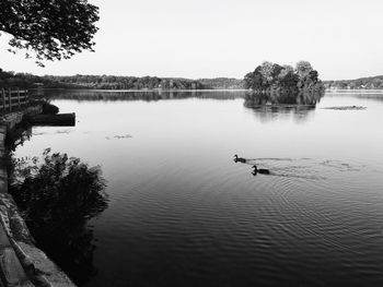 View of ducks swimming in lake