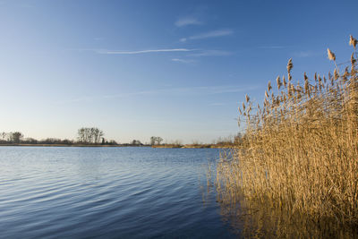 Reeds growing in water, autumn view