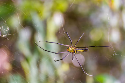 Close-up of spider on web