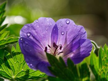 Close-up of wet purple flowering plant. geranium rozanne. backlit petal. blur background