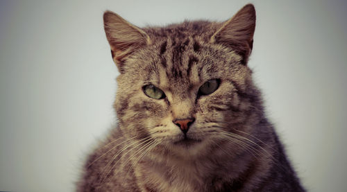 Close-up portrait of cat against white background