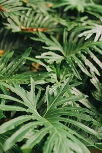 Close-up of plants.