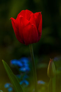 Close-up of red tulip