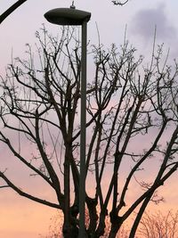 Low angle view of silhouette bare tree against sky