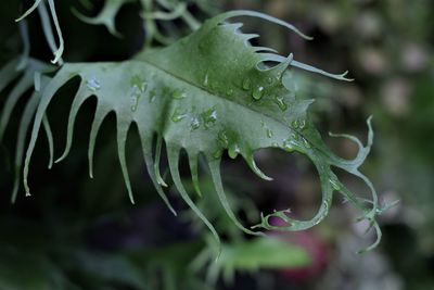 Close-up of wet plants