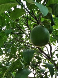 Low angle view of fruits growing on tree