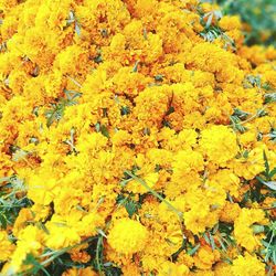 Close-up of yellow flowers