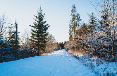 Road amidst trees against sky