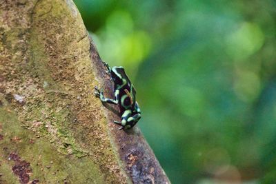 Close-up of insect on tree trunk