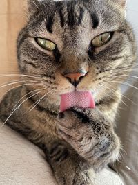 Close-up portrait of a cat