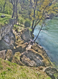 Trees and rocks in water