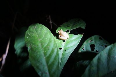 Close-up of insect on leaf