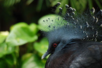 Close-up of a bird