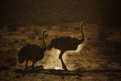 View of birds on land