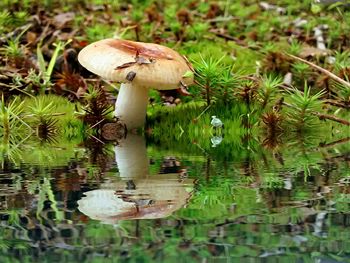 Close-up of mushrooms on grass