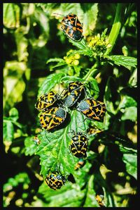 insect