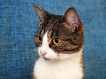 Close-up portrait of cat