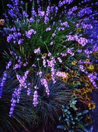 Close-up of purple flowers