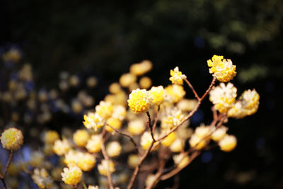 Close-up of yellow flowers blooming outdoors