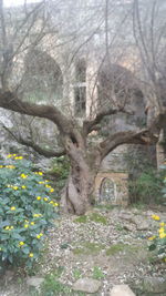 View of tree in park