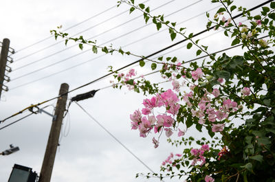 Low angle view of flower tree against sky