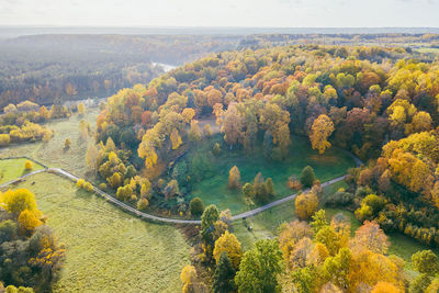 High angle view of trees in forest during autumn