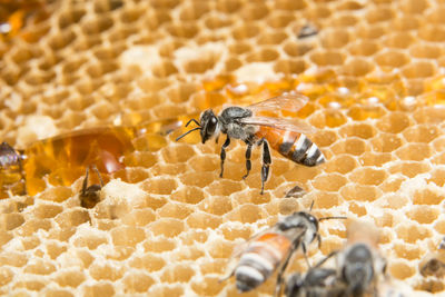 Close-up of honey bee on honeycomb