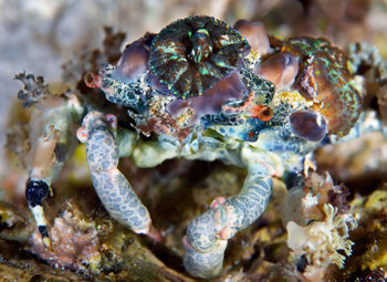 Close-up of coral in sea