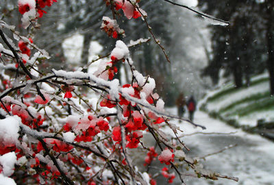 Close-up of snow covered branches by footpath
