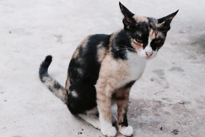 Close-up portrait of cat