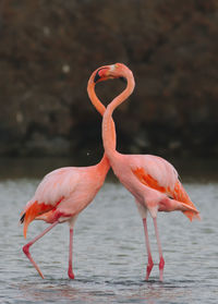 View of a bird against pink water