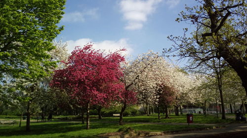 Trees in park against sky